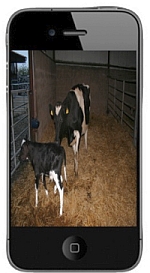 iphone_cows_calving.jpg