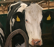 ear_tag_on_cow.jpg ear_tag_on_cow.jpg